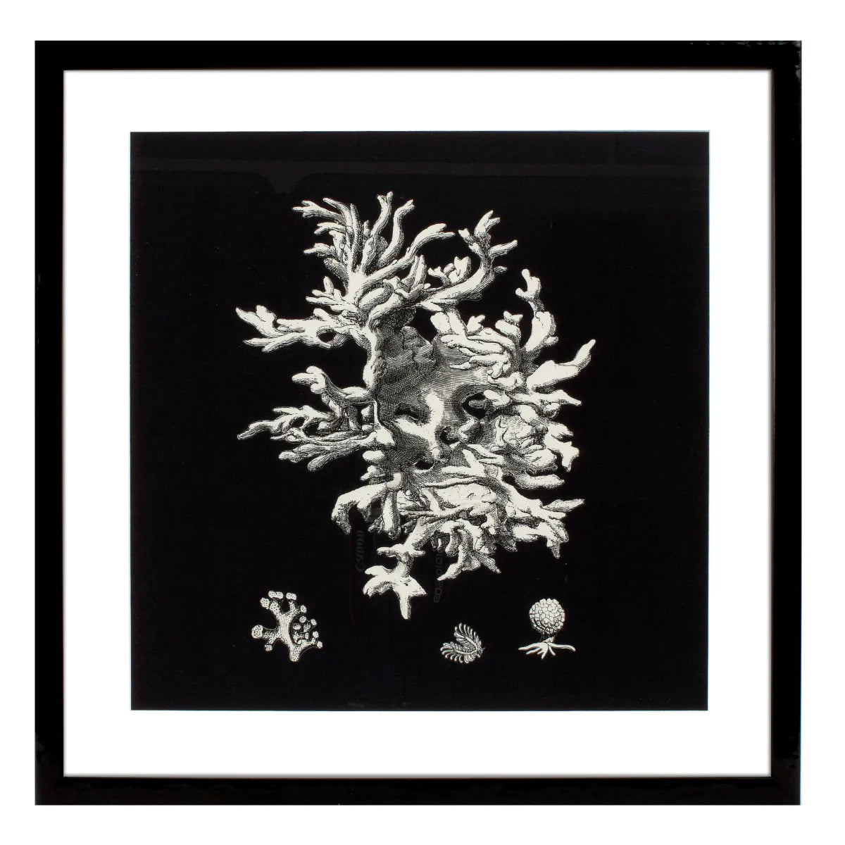 Prints Black & Tan Corals set of 4
