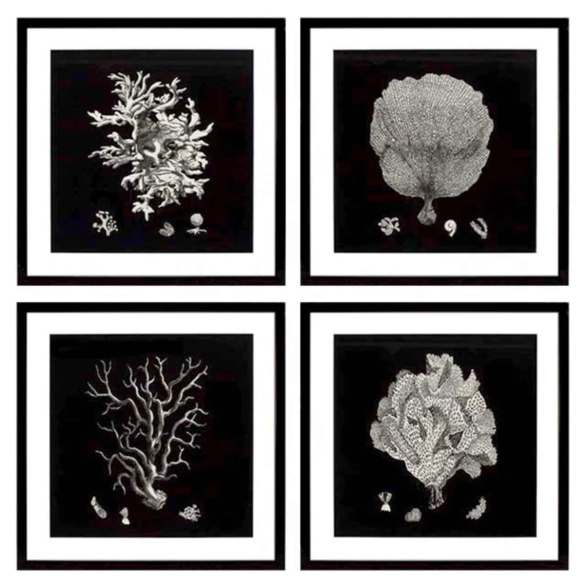 Prints Black & Tan Corals set of 4